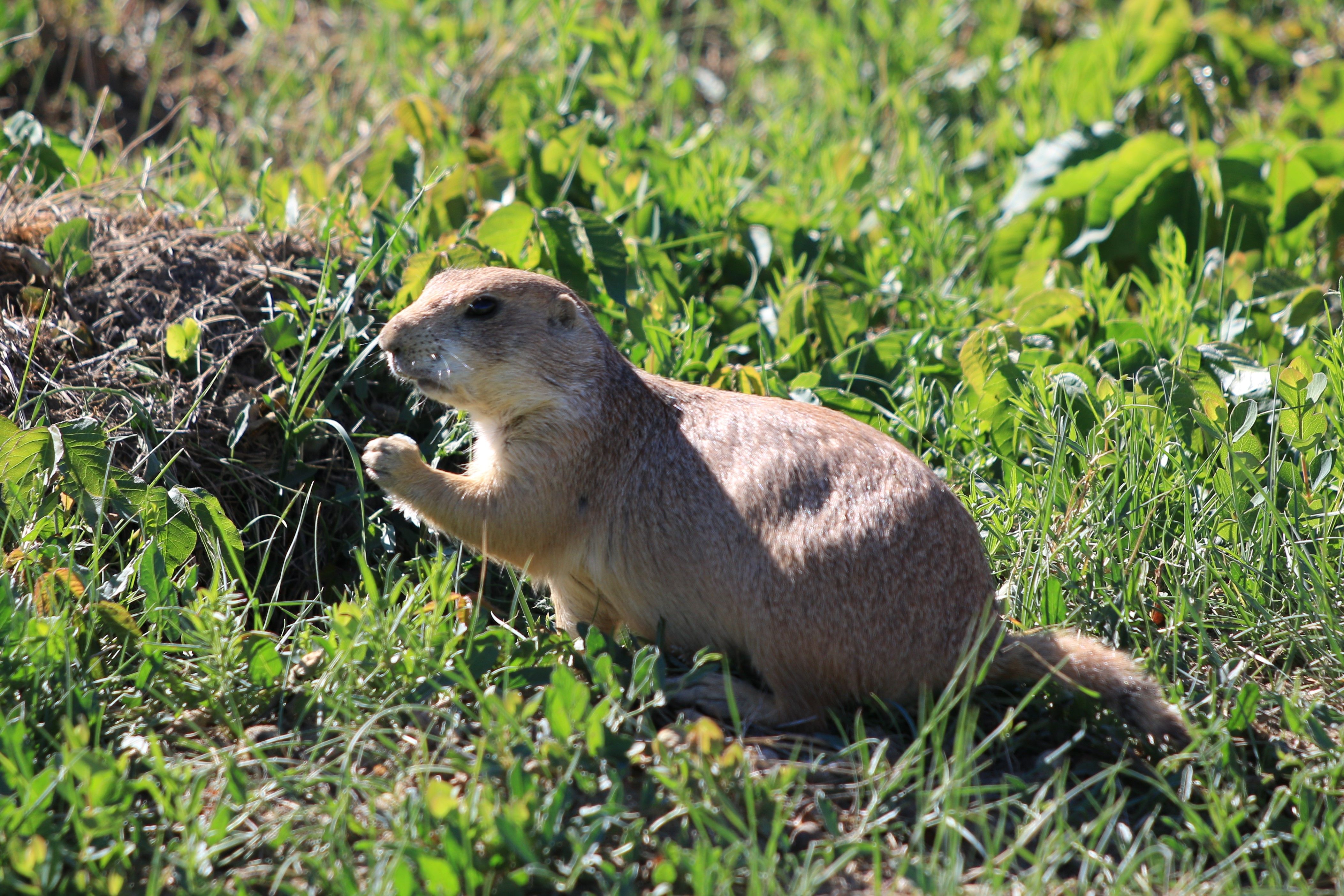 Theodore Roosevelt NP